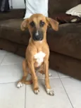 Cachorro raça SRD idade 2 a 6 meses nome Sem nome
