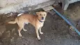 dingo