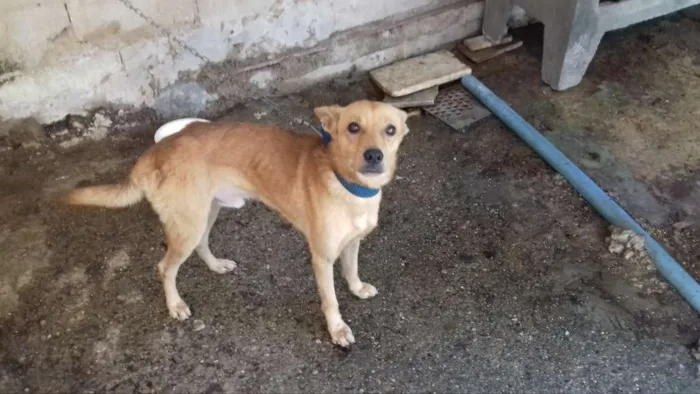 Cachorro raça mistura de labrador com outro idade 1 ano nome dingo