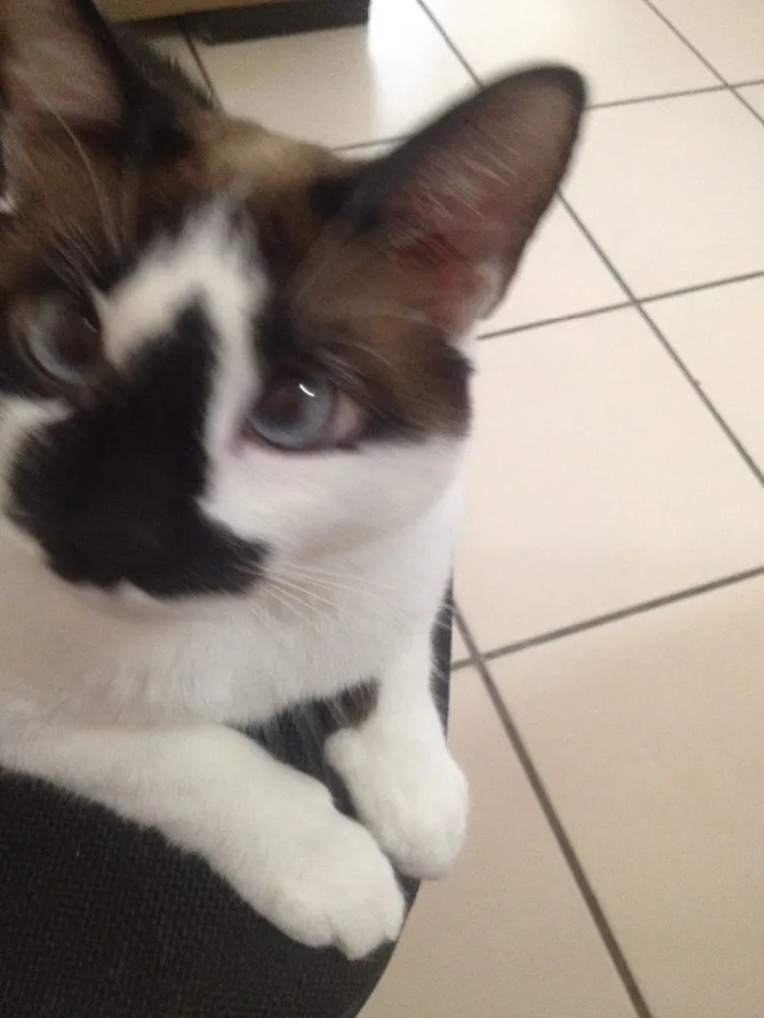 Gato ra a Mestiça idade 2 anos nome Chica