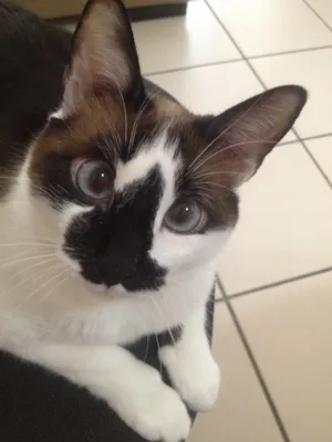 Gato raça Mestiça idade 2 anos nome Chica