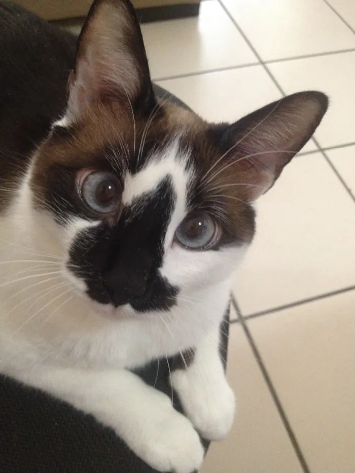 Gato ra a Mestiça idade 2 anos nome Chica