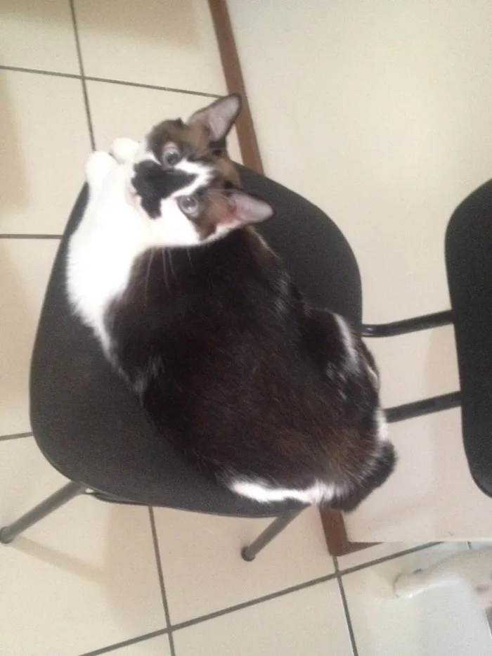 Gato ra a Mestiça idade 2 anos nome Chica