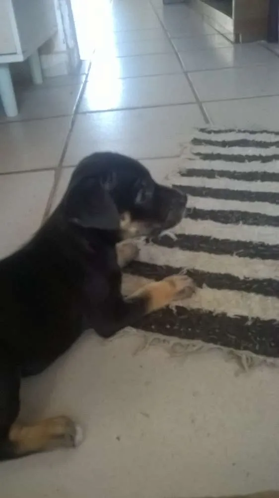 Cachorro raça indefinida idade Abaixo de 2 meses nome sem nome