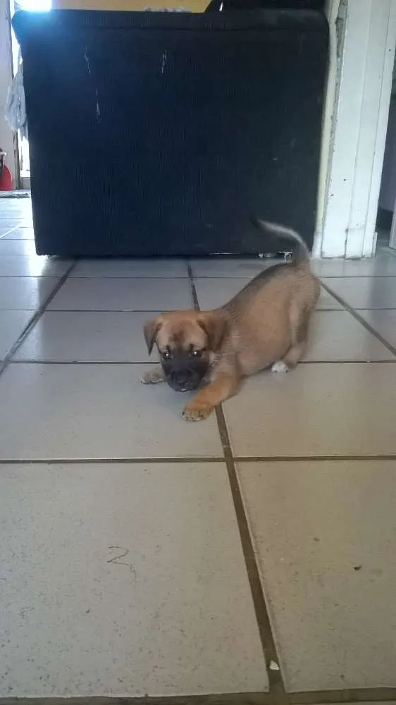 Cachorro raça indefinida idade Abaixo de 2 meses nome sem nome