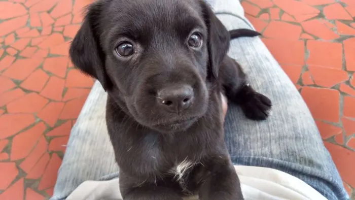 Cachorro ra a vira lata idade 2 a 6 meses nome sem nome