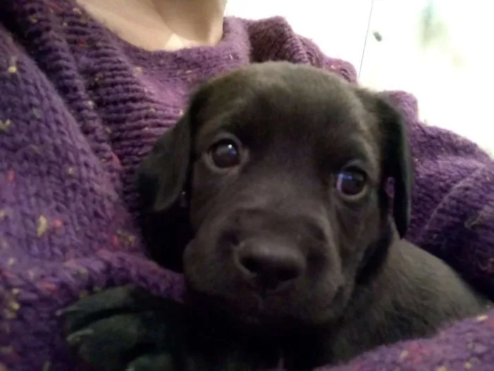 Cachorro ra a vira lata idade 2 a 6 meses nome sem nome
