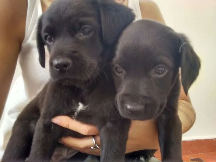Cachorro ra a vira lata idade 2 a 6 meses nome sem nome
