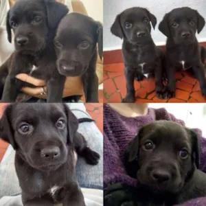 Cachorro raça vira lata idade 2 a 6 meses nome sem nome