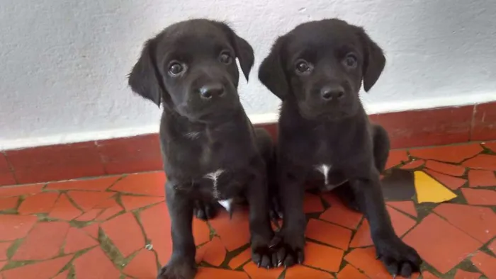 Cachorro ra a vira lata idade 2 a 6 meses nome sem nome