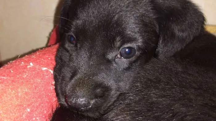 Cachorro ra a vira lata idade 2 a 6 meses nome sem nome