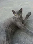 SEM