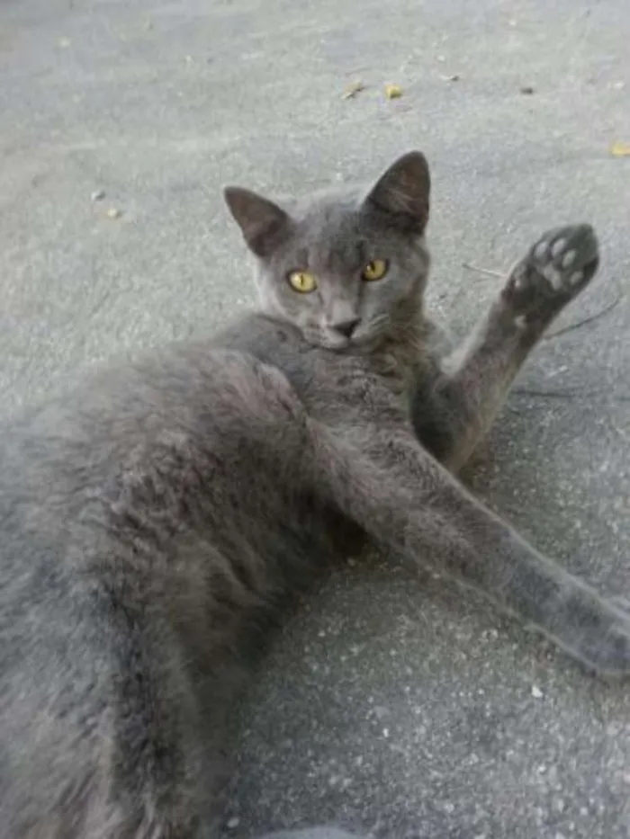 Gato raça  idade 1 ano nome SEM