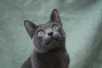 SEM