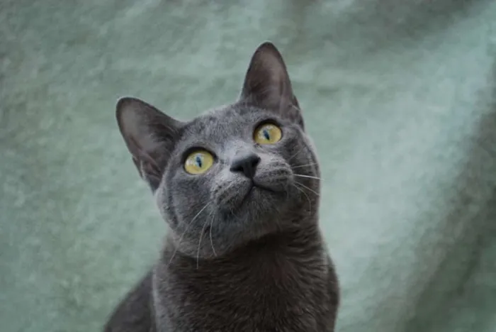 Gato raça  idade 1 ano nome SEM