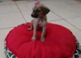 não tem