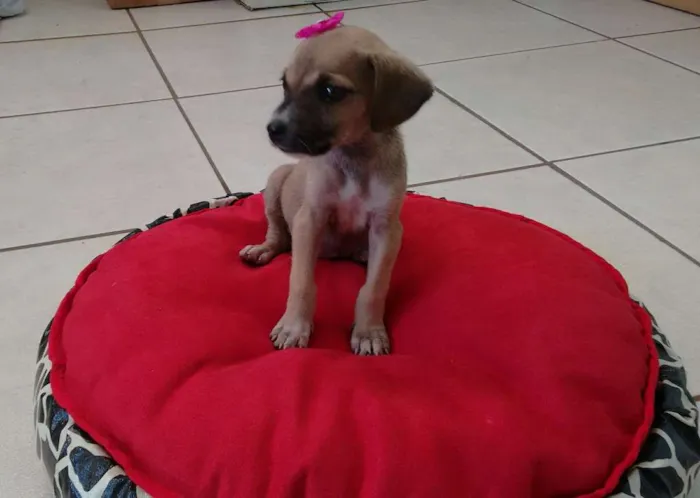 Cachorro ra a indefinida idade Abaixo de 2 meses nome não tem