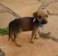 não tem