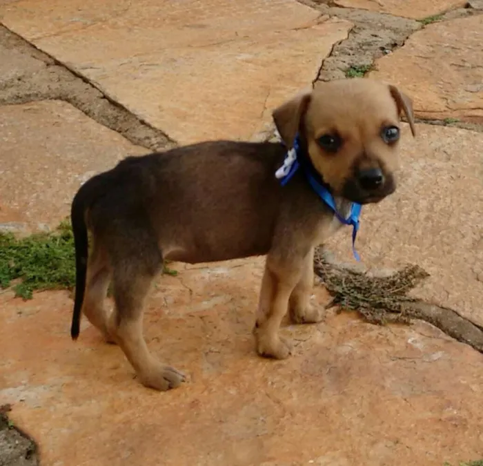Cachorro ra a indefinida idade Abaixo de 2 meses nome não tem