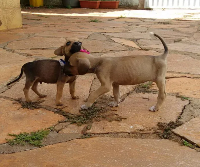 Cachorro ra a indefinida idade Abaixo de 2 meses nome não tem