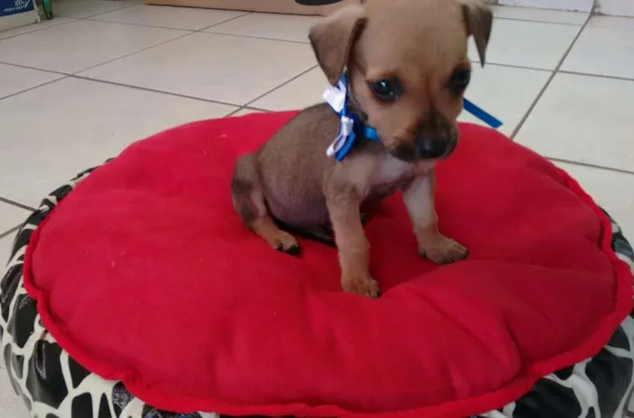 Cachorro ra a indefinida idade Abaixo de 2 meses nome não tem