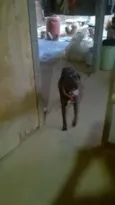 Bolt