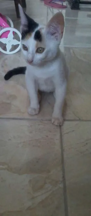 Gato raça raça não definida idade Abaixo de 2 meses nome branquinha