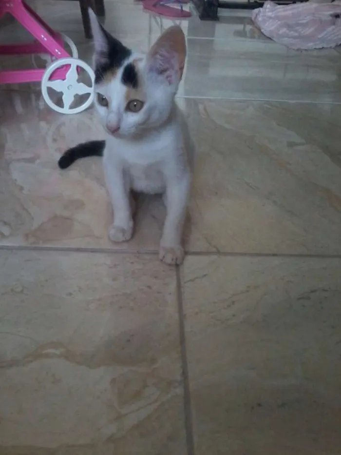 Gato raça raça não definida idade Abaixo de 2 meses nome branquinha