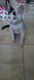 branquinha