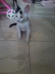 branquinha