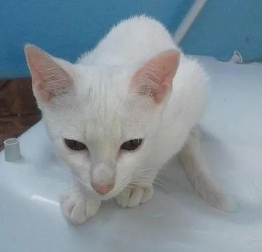 Gato ra a vira-latas idade 2 a 6 meses nome Branquelo
