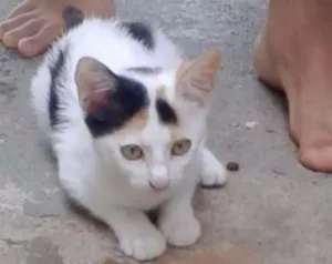 Gato raça não definida idade Abaixo de 2 meses nome branquinha