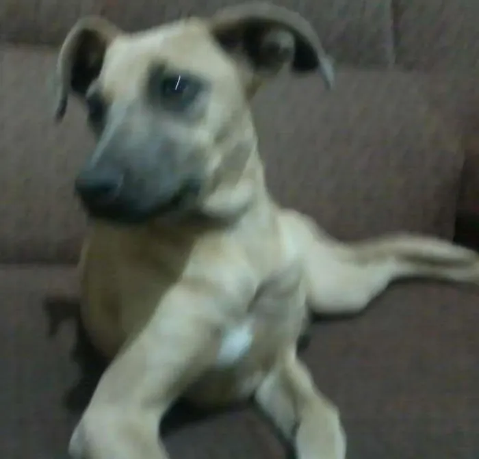 Cachorro ra a srd idade 2 a 6 meses nome mel