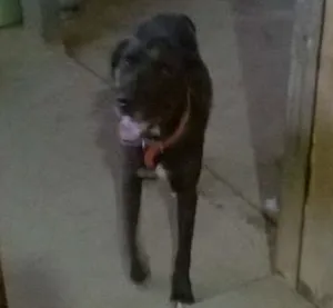 Cachorro raça indefinida idade 2 anos nome Bolt
