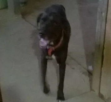 Cachorro ra a indefinida idade 2 anos nome Bolt