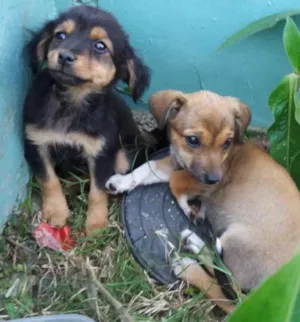 Cachorro raça viralata idade 2 a 6 meses nome sem nomes