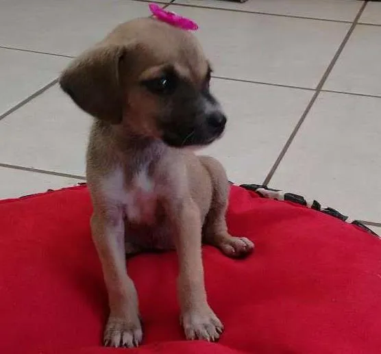 Cachorro ra a indefinida idade Abaixo de 2 meses nome não tem