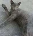 SEM