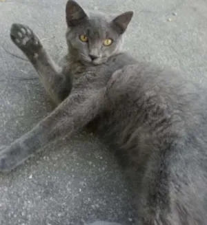Gato raça  idade 1 ano nome SEM