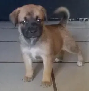 Cachorro raça indefinida idade Abaixo de 2 meses nome sem nome