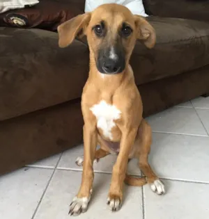 Cachorro raça SRD idade 2 a 6 meses nome Sem nome