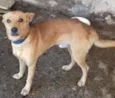 dingo