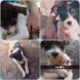 Rubi