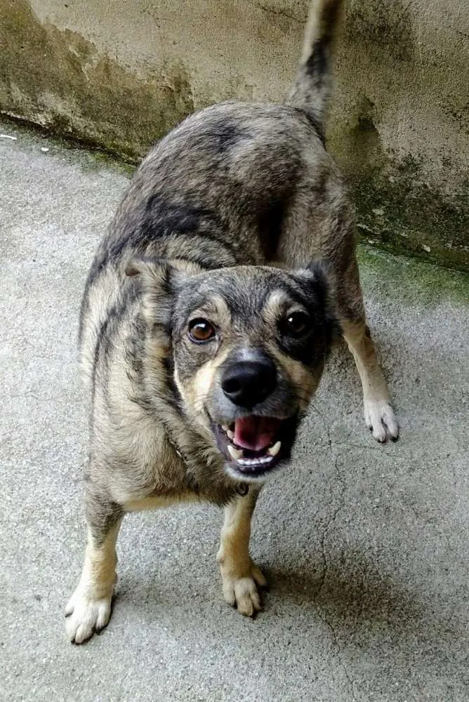 Cachorro ra a não definida idade 3 anos nome fred