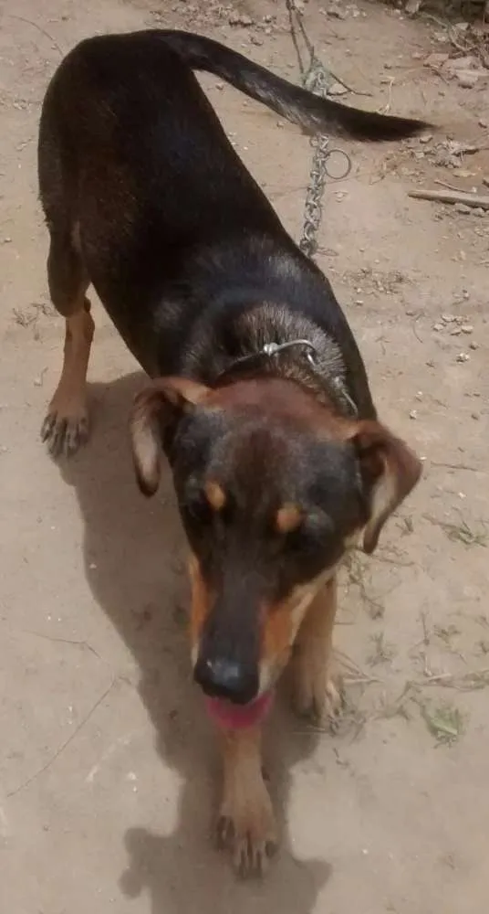 Cachorro ra a Vira lata idade 2 a 6 meses nome Bob