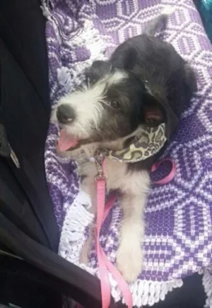 Cachorro raça SRD idade 7 a 11 meses nome Belinha