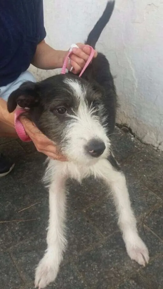 Cachorro ra a SRD idade 7 a 11 meses nome Belinha
