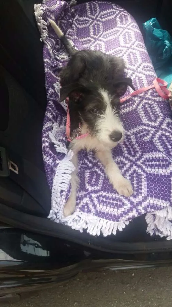Cachorro ra a SRD idade 7 a 11 meses nome Belinha