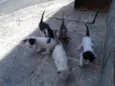 Gatinhos que abandon