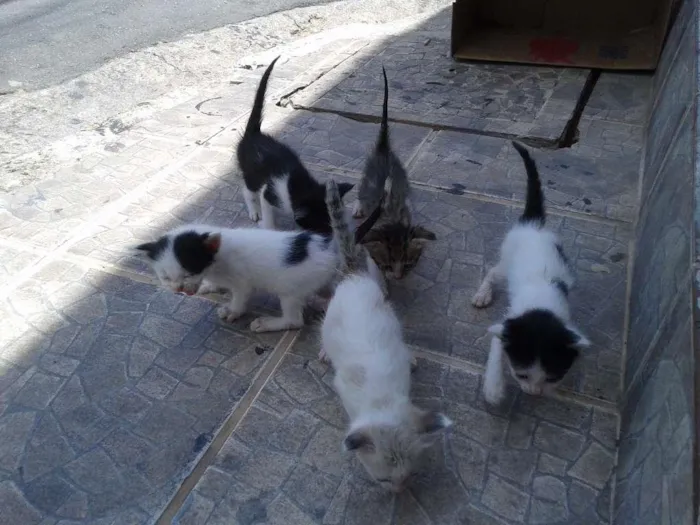 Gato ra a  idade Abaixo de 2 meses nome Gatinhos que abandon